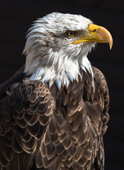 American Bald Eagle, the symbol of the USA
