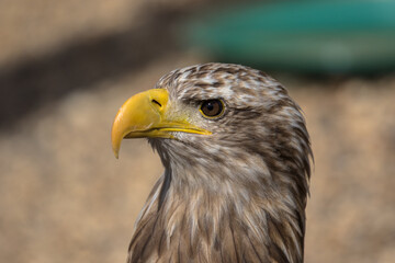 White Tailed Eagle or Sea Eagle