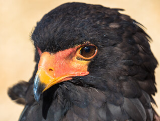 Bateleur Eagle, Africa, scientific name Terathopius ecaudatus