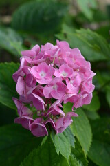 pink hydrangea flower
