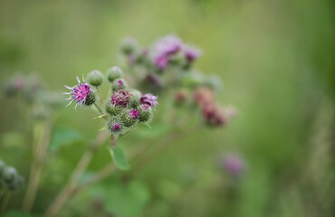 Thistle purple flower close up