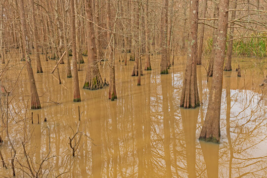 Cypress-Tupelo Wetland Forest