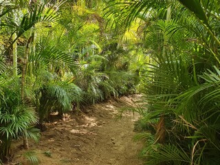 nature and vegetation of tropical climate