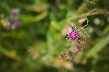 Thistle purple flower close up