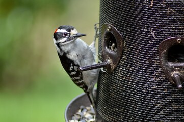 Downy woodpecker on a feeder