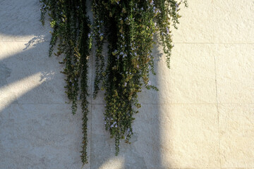 壁に垂れ下がる植物