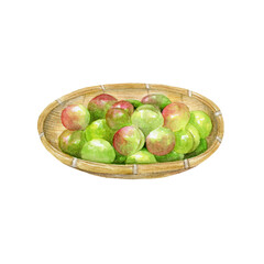 収穫した梅の実　水彩イラスト