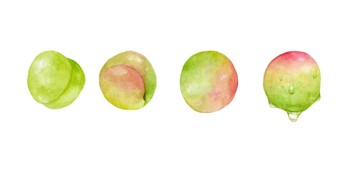 いろいろな梅の実のセット　バリエーション　水彩イラスト
