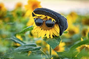 Sonnenblume mit Mütze und Sonnenbrille
