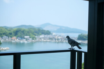 海辺と柵に乗ってたたずむハト