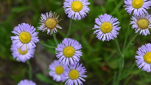Macro video of a group of violet colored daisy wildflower blowing in a light wind.  A few flowers are starting to wilt.
