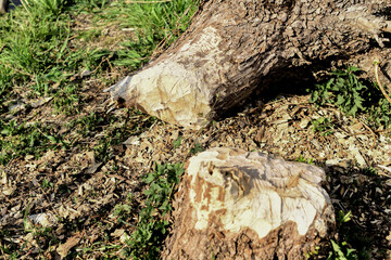 Biber aßen einen Baum