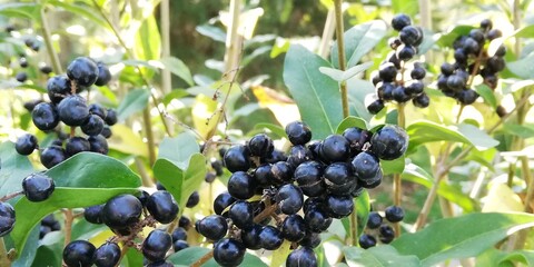 Bunches of black berries on bush with green leaves. Natural background. A symbol of harvest and abundance. Natural berries are good for your health. Horizontal arrangement
