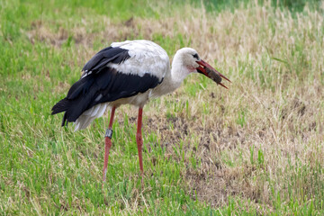 white stork and mouse for dinner