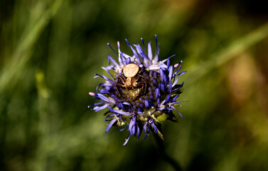 Obraz premium beautiful little golden crab spider on the purple flower of a thistle
