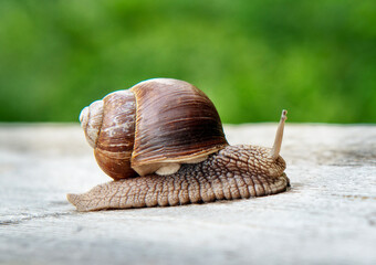 Photo of a molluscs, garden snail in the wild.