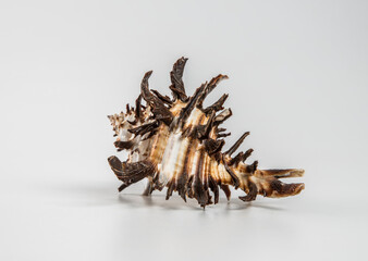 Beautiful sea shell on a white background.