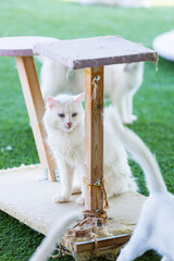 Turkish Van cat. A portrait of a pet with scratch post. White cat with blue eyes among fellows. Rare thoroughbred kitten.