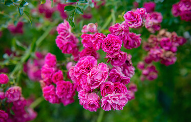 Detail of red roses bush as floral background.