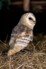 Barn Owl, scientific name Tyto alba