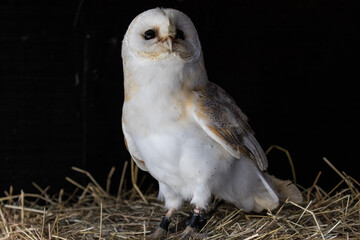 Barn Owl, scientific name Tyto alba