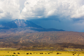 Agriculture in Turkey. A herd of cows grazing on a Mount Ararat. Cattle in the Turkish province of Agri, Eastern Turkey. Pasture in the mountains. Dry yellow field grass.