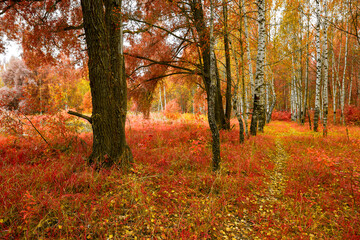 Autumn natural background. Forest in fallen leaves. Yellow, red and orange bright colors of autumn.