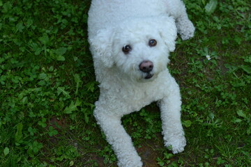 white miniature schnauzer puppy