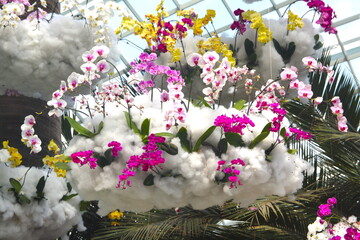 Beautiful and colorful orchids in a botanical garden, pink, purple, violet, white and yellow, blooming in a beautiful white cotton, in the tropical Garden of the bay, Singapore.