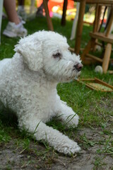 my white dog