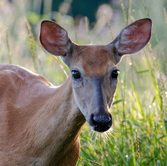 Sarna z bardzo bliska . © Adam