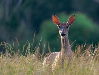 Sarna o poranku w wysokiej trawie . © Adam