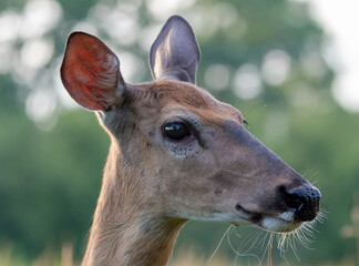 Sarna patrzy na nas z bliska . © Adam