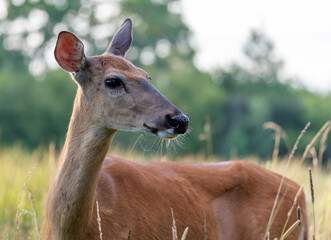 Sarna w wysokiej trawie o poranku. © Adam