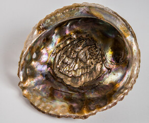 Beautiful sea shell with mother of pearl on a white background.