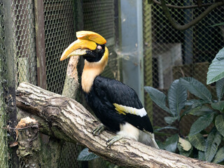 オオサイチョウ