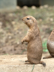 オグロプレーリードッグ　