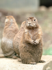 オグロプレーリードッグ　