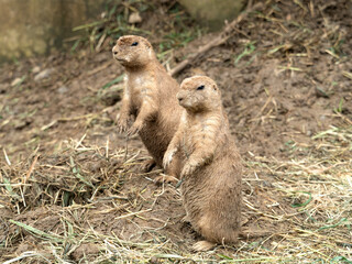 オグロプレーリードッグ　