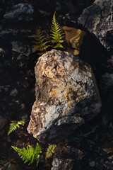 Beautiful green fern leaves in nature.The primitive forest  background.