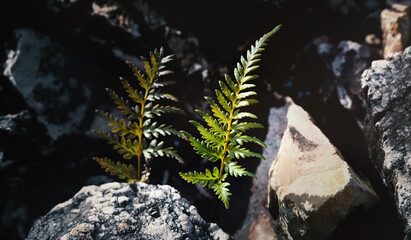 Beautiful green fern leaves in nature.The primitive forest  background.