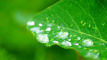 Drops of dew leaf. Leaves with a drop of rain macro.