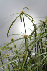 Green grass flowers of Cyperus involucratus (umbrella plant), also known as papyrus sedges.