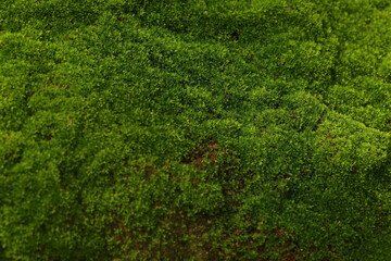 Beautiful green moss in nature. Macro photography with natural light.