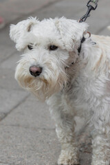 Handsome white miniature schnauzer hanging out in the city.
