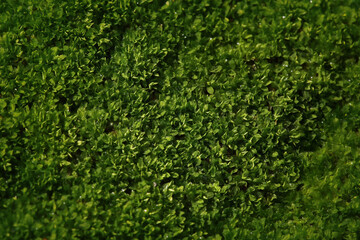 Beautiful green moss in nature. Macro photography with natural light.