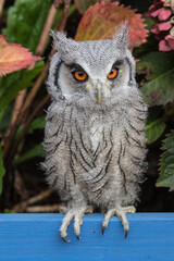 Baby White Faced Scops Owl