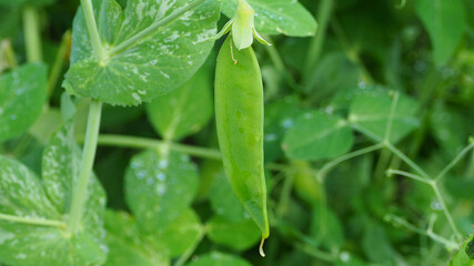 Green peas in pods on a branch. Vegetable culture in the farm.