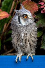 Baby White Faced Scops Owl