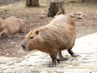 カピバラ